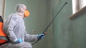 Best Black Mold Removal  in USA